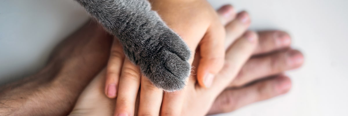 Les associations qui soutiennent les animaux